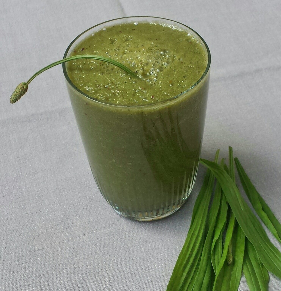 Spitzwegerich_Smoothy